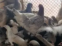 Куры несушки молодушки