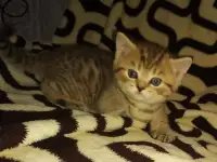Продам шотландских котят, фотография 3