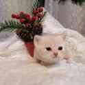 Котята, фотография 6
