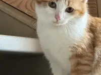 Солнечный котенок в дар