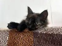 Котейка