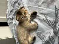 Шотландские вислоухие котята, фотография 7