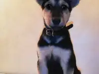 Собака щенок