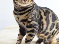 Угольный бенгальский котенок подрощенный, фотография 8