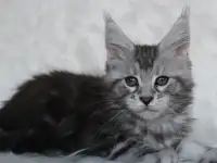 Очаровательная кошечка Мейн-кун!!!