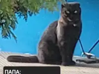 Продам 3 котят, фотография 5