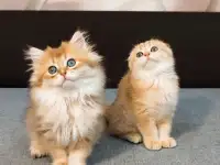 Шотландский мальчик, фотография 6