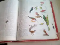 Oxford Illustrated American Dictionary, 2000, фотография 4