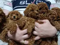 Той пудель. Мальчики и девочки., фотография 7