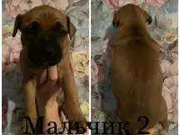 Стаффордширский терьер щенки, фотография 2