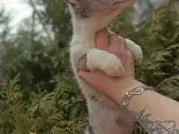 Щенки Вельш-Корги-Кардиган, фотография 2