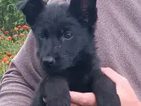 Немецкий овчарки щенки