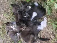 Котята ищут дом, фотография 2