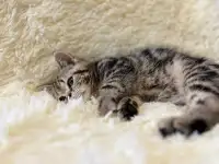 Шотландская прямоухая кошечка, котенок, страйт, окрас SFS 71 n22, мрамор, фотография 5