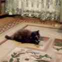 Отдам котят в хорошие руки, фотография 3