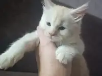 Котята мейн-кун, фотография 6