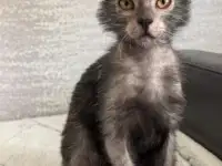 Ликой котята, фотография 7