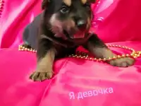 5 Щенят в поиске дома!, фотография 9