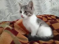 Отдам котят даром!, фотография 2
