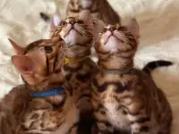 Бенгальские котята, фотография 3