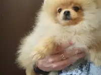 Померанский шпиц щенки. Мини мишки, фотография 9