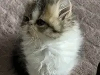 Продам персидских котят, фотография 3