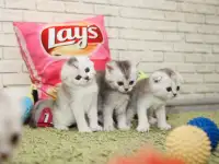 Котята шотландские