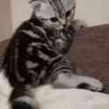 Шотландские котята(Scottish Fold), фотография 2