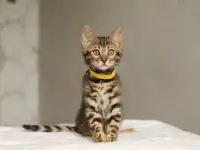 Бенгальский мальчик, фотография 7