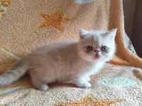 Экзотические котята, фотография 3