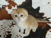 Шотландские котята, золотая шиншилла, фотография 2