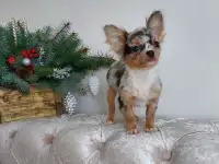 Мини чихуахуа.Эксклюзив. Мерле., фотография 4