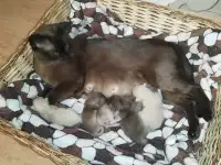 Европейская Бурма котята Бронирование, фотография 3