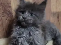 Котята Мейн-кун, фотография 2