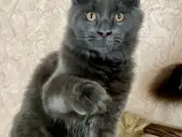Котята Мейн Кун из Профессионального питомника, фотография 11