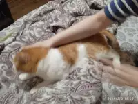 Чудесный рыжий котик Бонечка ищет дом и семью!, фотография 7