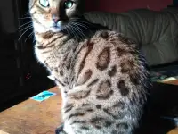 Продам бенгальского котика, фотография 3
