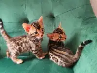 бенгальские котята мужского и женского пола,