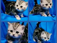 Шотландские котята., фотография 2