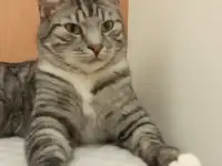 Красавец Барс ищет дом!, фотография 11