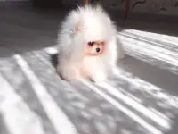померанский шпиц мальчик и девочка