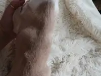 Чихуахуа мини мальчик., фотография 4