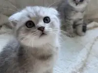 Шотландские милашки, фотография 11