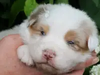 Австралийская овчарка