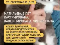 Пропала кошка Матильда