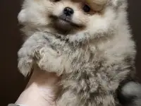 Померанский шпиц, щенки. Мини мишки