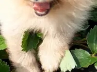Собаки