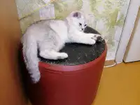 Британские серебристые котята, фотография 2