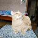 Котёнок 6 мес, фотография 1