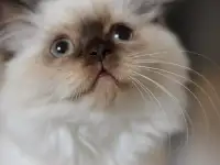 Шотландский котенок Девочка, фотография 2